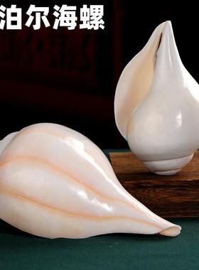 藏传法器 礼佛供养用品天然白海螺 法螺 右旋 精品可吹响