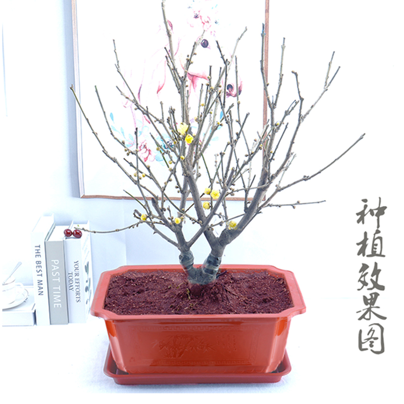 花盆塑料加厚清仓长方形塑料花盆厂家直销盆景方形特大号大号复古 - 图2