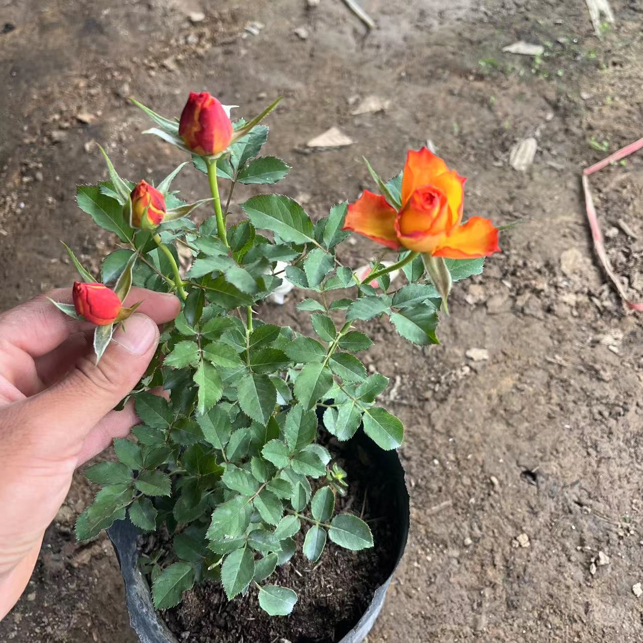 火焰月季花苗多季大花阳台盆栽玫瑰苗带花庭院植物玫瑰花勤花灌木 - 图3