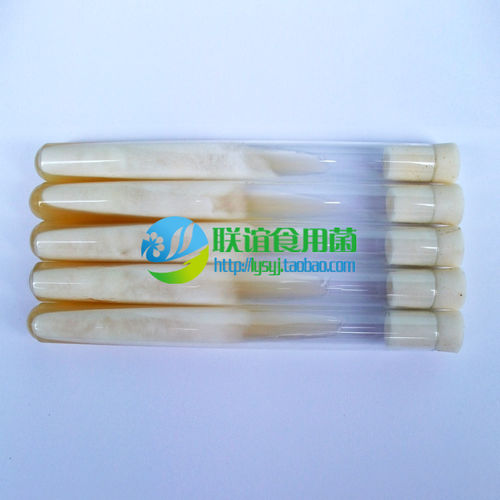联谊食用菌菌种二级种秋冬季灰黑色平菇当家品种 【特抗650】原种 - 图1
