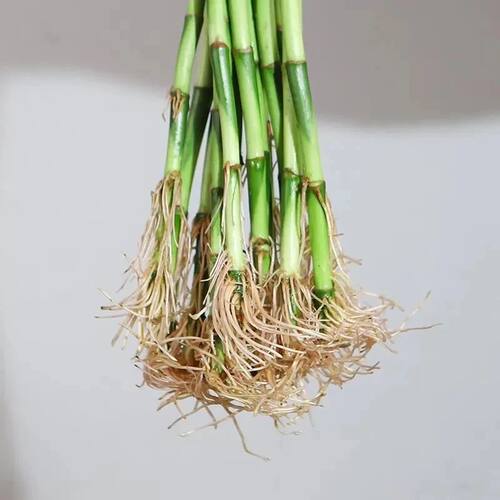 带根富贵竹水培植物水养粗杆发财步步高转运竹子花卉盆栽室内客厅 - 图0