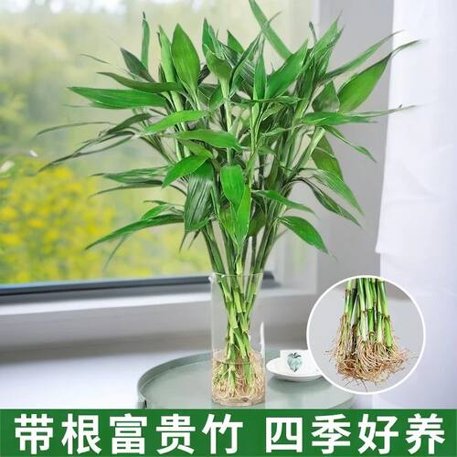 带根富贵竹水培植物水养粗杆发财步步高转运竹子花卉盆栽室内客厅 - 图2