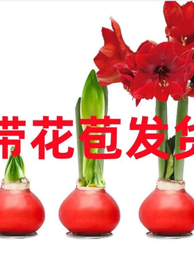 带花苞蜡封朱顶红蜡球