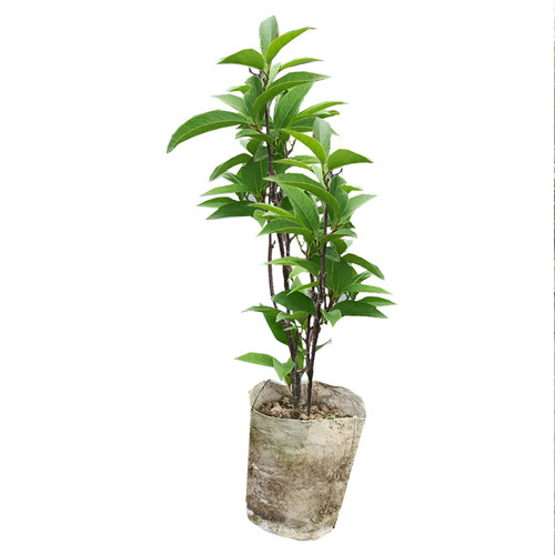 黑老虎树苗布福娜种苗大血藤冷饭团恶魔果实大苗带发货 当年 庭院 - 图3