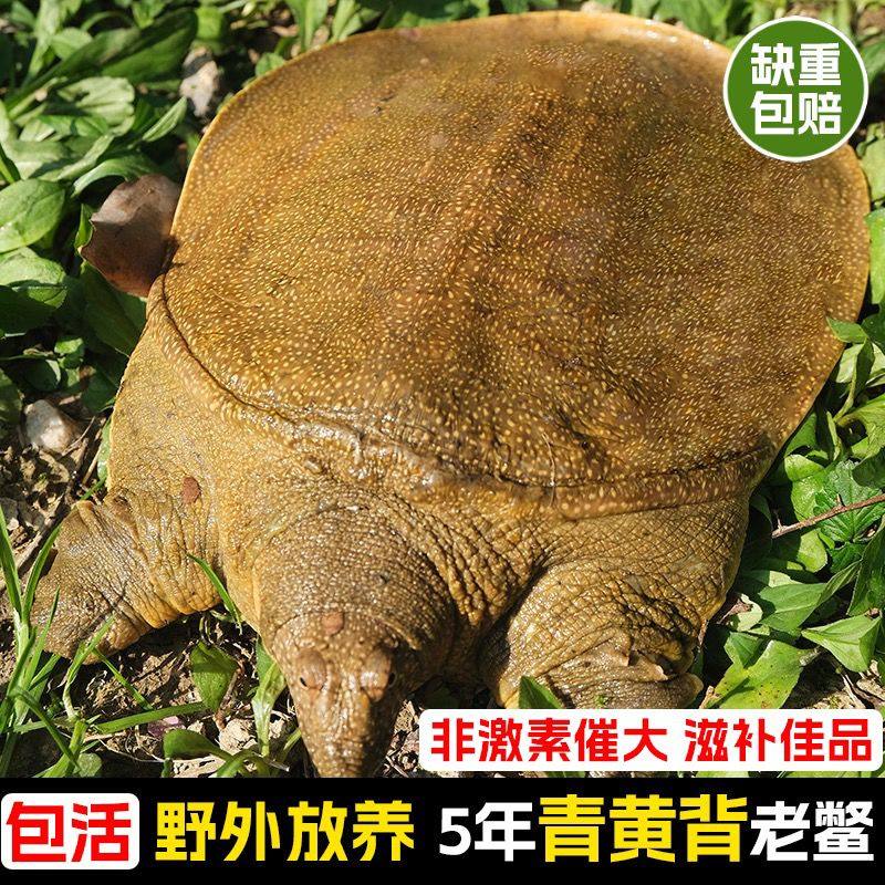 正宗外塘生态放养公母大甲鱼团鱼水鱼王八鲜活中华鳖老鳖青黄食用,淘宝优惠券,粉丝福利购,淘宝优惠卷