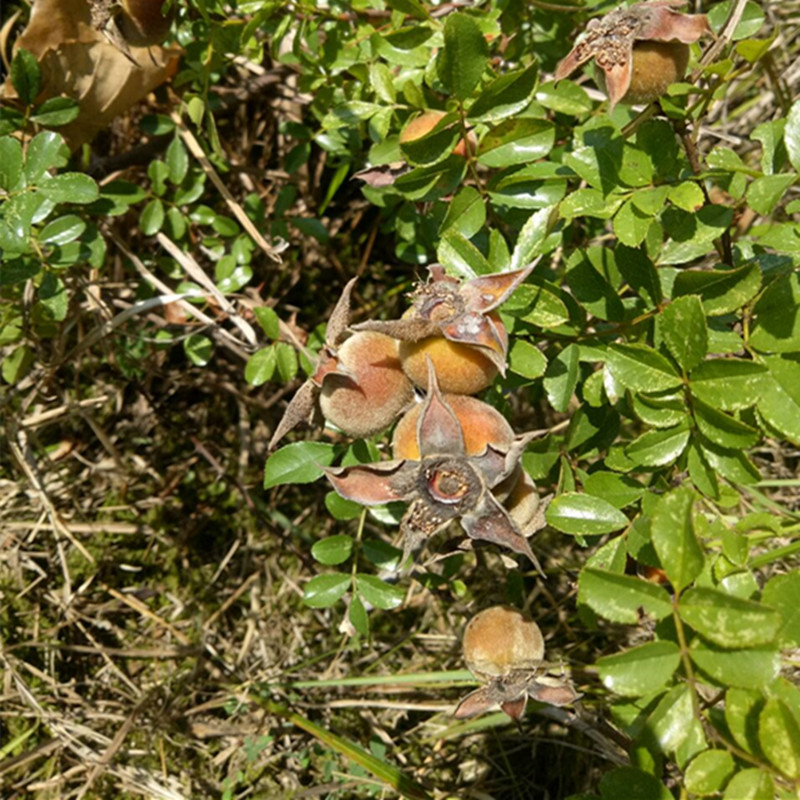 中草药新鲜硕苞蔷薇刺大红袍 野毛栗 毛刺头 糖钵山麻栗子根苗果 - 图0