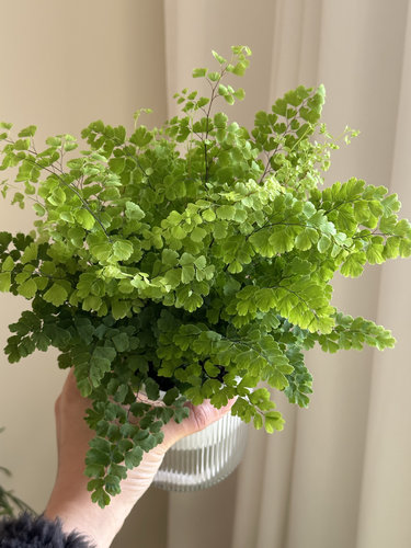 精品铁线蕨盆栽室内耐阴铁丝草办公桌阳台常绿观叶绿植防辐射易活 - 图0