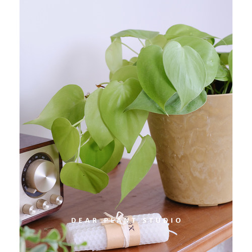 亲爱的绿植 柠檬汁蔓绿绒ins风小众美感室内桌面垂感观叶盆栽植物 - 图0