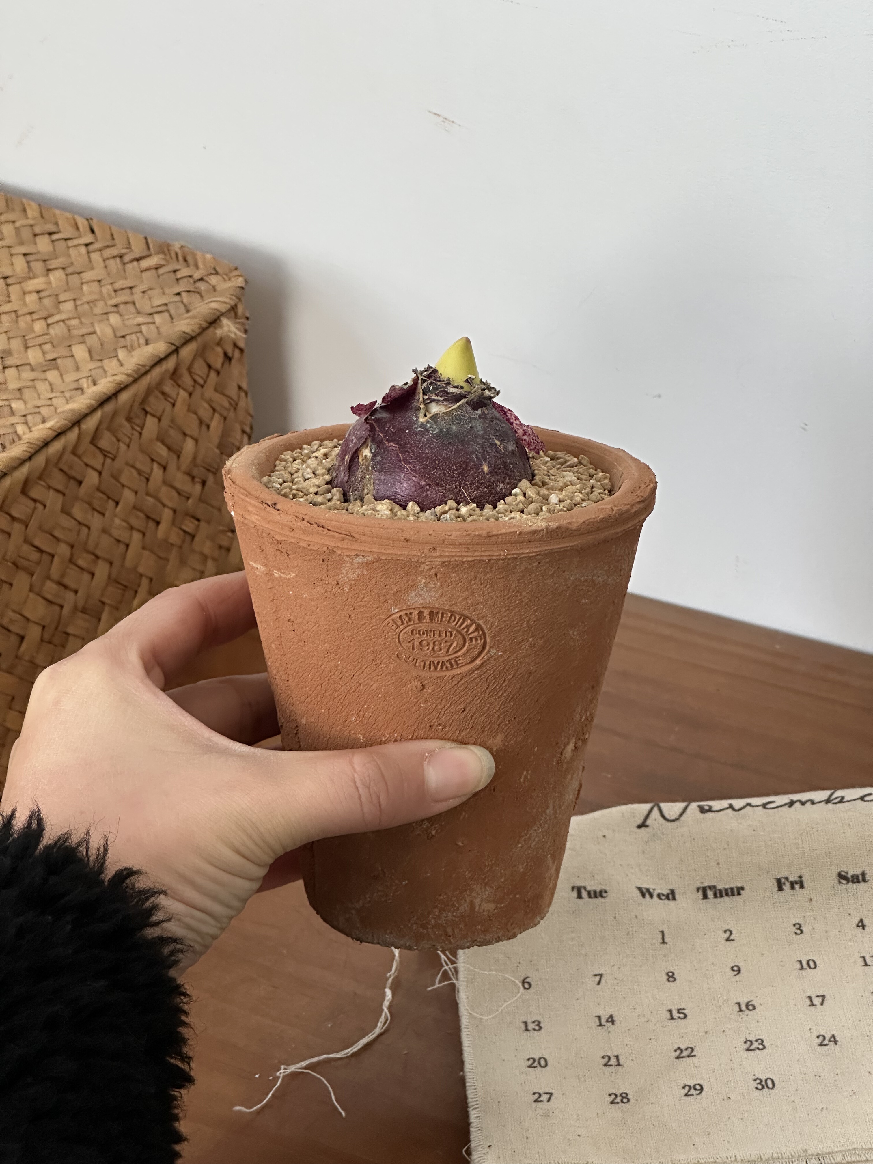 亲爱的绿植风信子中国粉耐寒植物冬天开花好闻室内桌面盆栽,淘宝优惠券,粉丝福利购,淘宝优惠卷