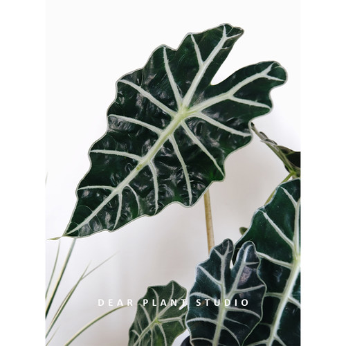 亲爱的绿植大仙女海芋盆栽网红桌面观叶植物净化空气四季好养绿植 - 图2