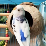 Кокосовая птица гнездо гнезд тигр пион жемчужную жемчужную птицу Сюанфенг попугай чистый натуральный натуральный кокосовый гнездо гнездо гнездо гнездо птица птица птица