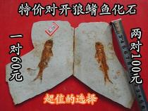 Promotion of the Wolf Fin Fish Fossil Liao West Chaoyang Ancient Biochemical Stone Kop Kop Teaching Specimen Gift Collection