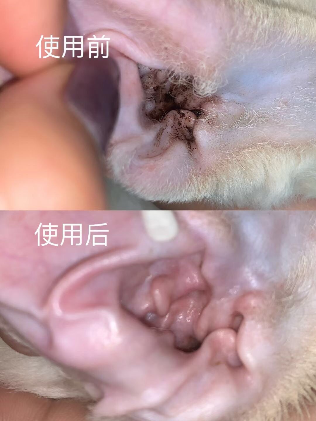 harmurry和颜沐语炎菌无踪除螨耳部清洁护理液犬猫洗耳液100ml,淘宝优惠券,粉丝福利购,淘宝优惠卷