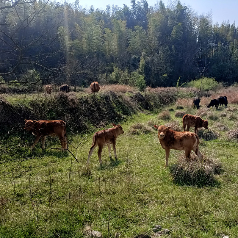 皖南高山天然放养纯吃草黄牛肉喝山泉水新鲜现杀生牛肉牛排牛腱子 - 图2