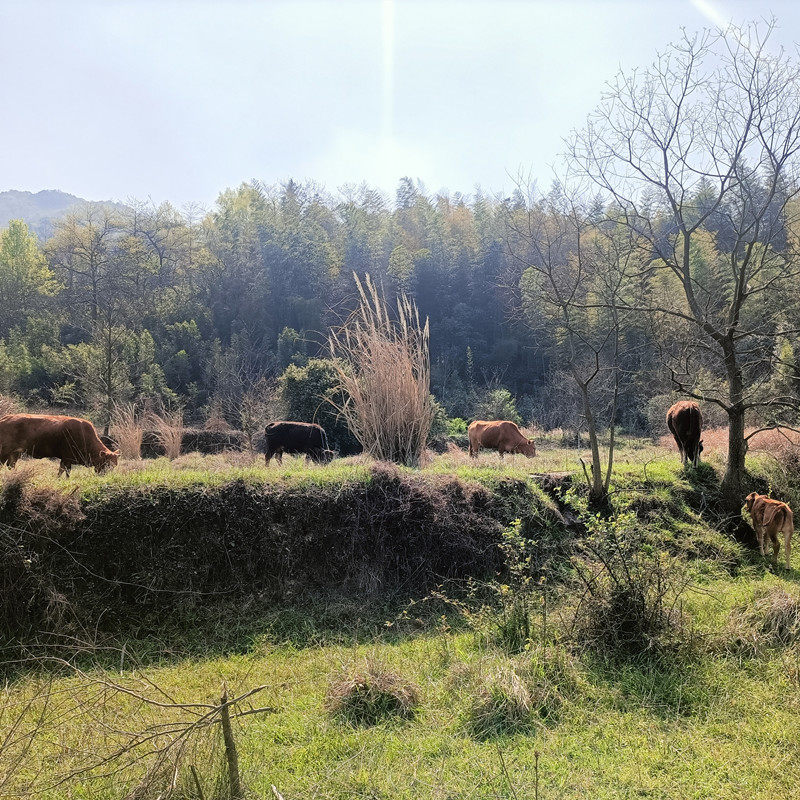 皖南高山天然放养纯吃草黄牛肉喝山泉水新鲜现杀生牛肉牛排牛腱子,淘宝优惠券,粉丝福利购,淘宝优惠卷