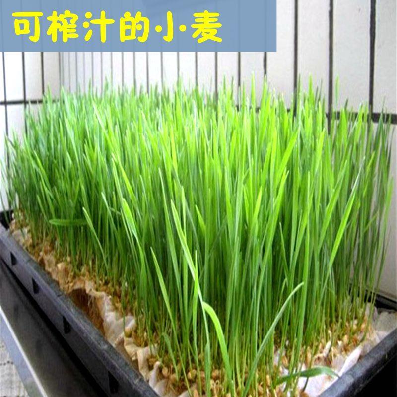 农家小麦粒猫草苗磨面粉麦芽糖鱼饵喂鱼鸟兔子动物猫薄荷种子籽 - 图1