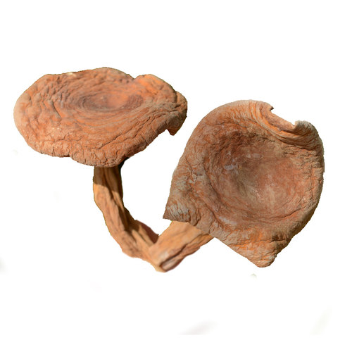 云之野生菌奶浆菌500g蘑菇菌包干香菇菌菇类煲汤干货山珍全国包邮 - 图3