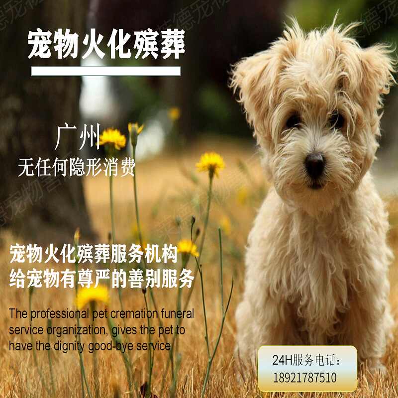 宠物殡葬火化 新人首单立减十元 22年4月 淘宝海外