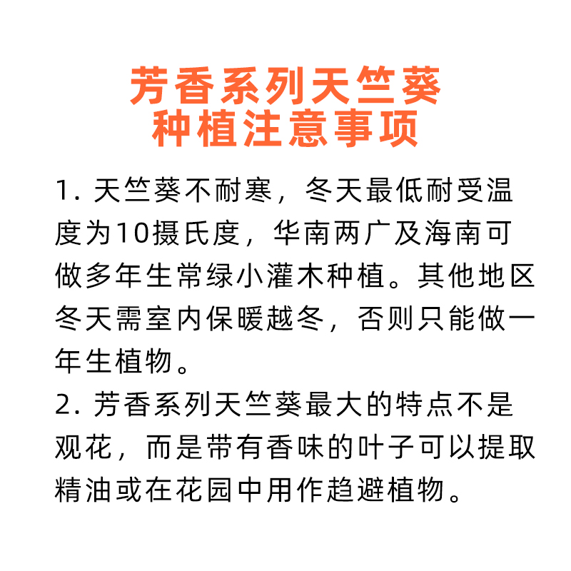 玫瑰天竺葵种苗药用植物精油提取护肝胰平衡收缩毛孔调节女性情绪-图0