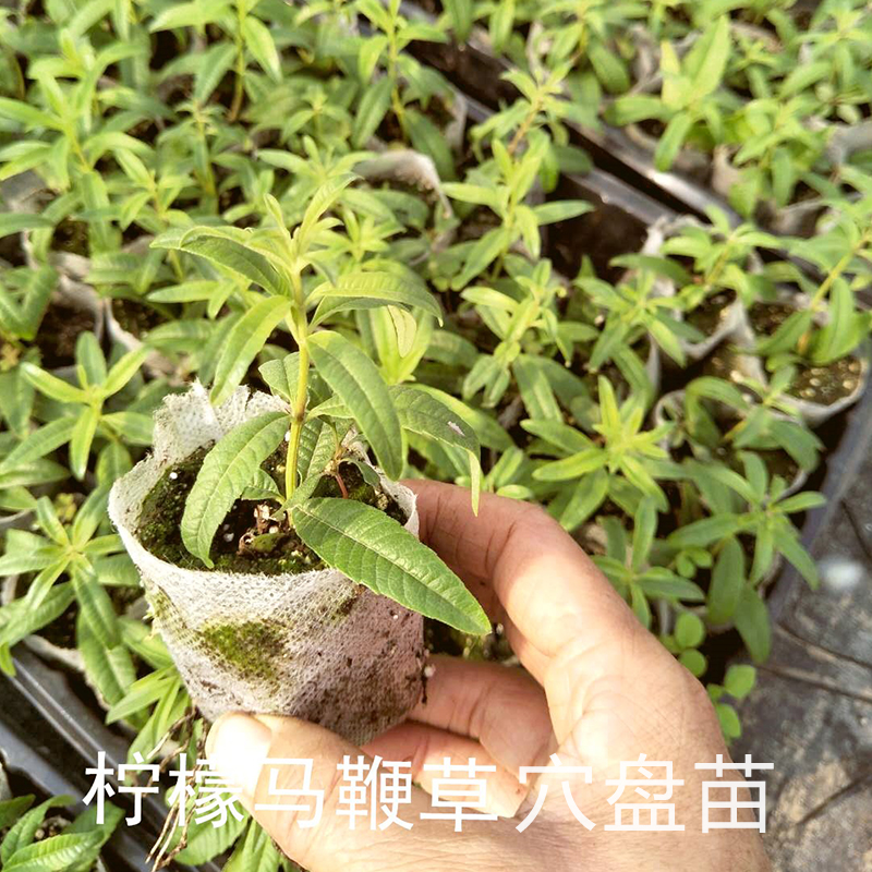 柠檬马鞭草可食用盆栽种苗办公室花园阳台趣味绿植欧洲花草茶皇后 - 图0