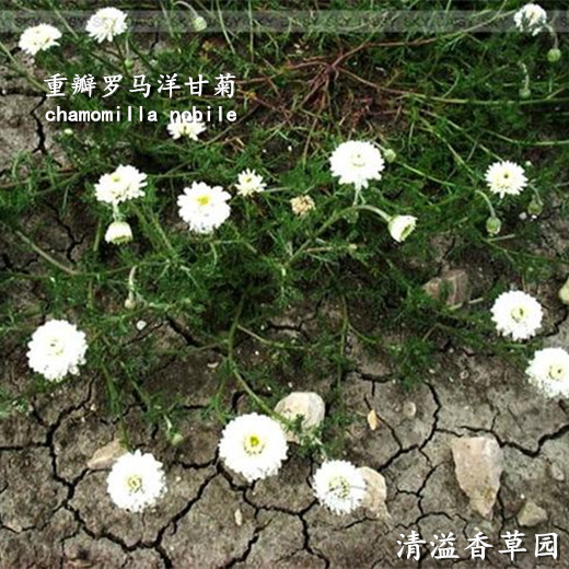 罗马洋甘菊Camomile Roman多年生洋甘菊全株具清淡苹果香气清香-图3