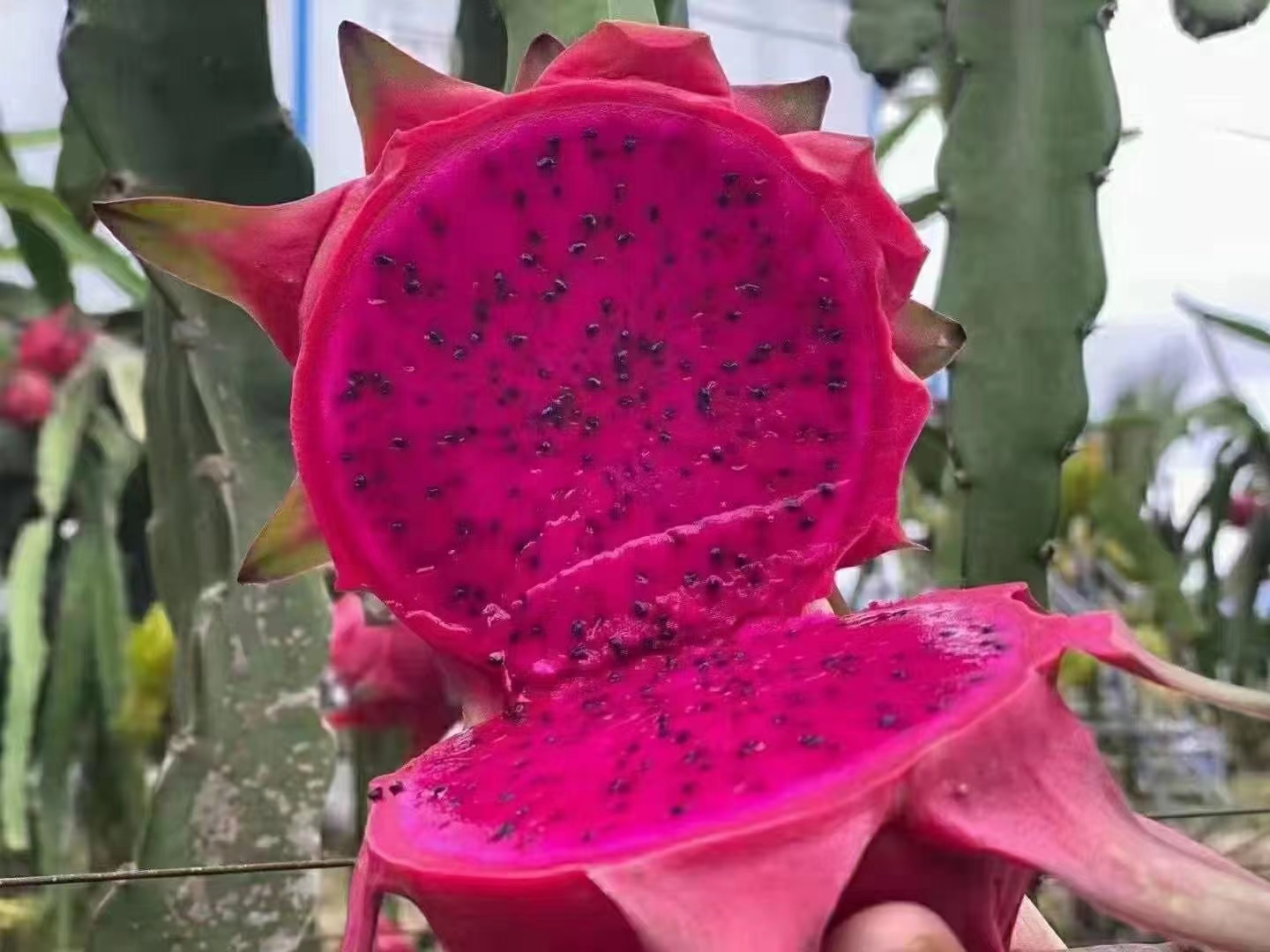 顺丰包邮海南红心火龙果一级树上熟香甜可口膳食纤维新鲜水果 - 图2