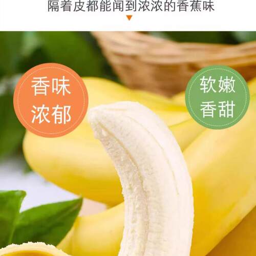 广西本地蕉土香蕉单根香蕉净重当季新鲜纯甜青蕉发货 - 图0