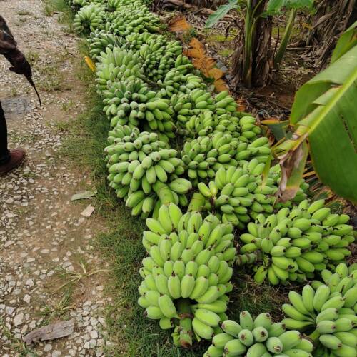 广西正宗苹果蕉粉蕉偏小季节饱满实惠香甜青的发货要催熟蛋蕉 - 图0