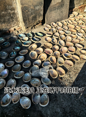 福利回馈链接3～天然澳洲鲍鱼贝壳DIY创意香皂盒装饰品鼠尾草器具