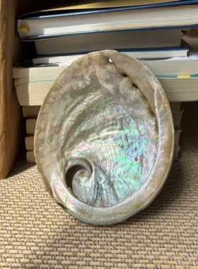 澳洲进口白鲍鱼壳 圣木 燃烧器皿 yyds 【天然微瑕 可一对一选】