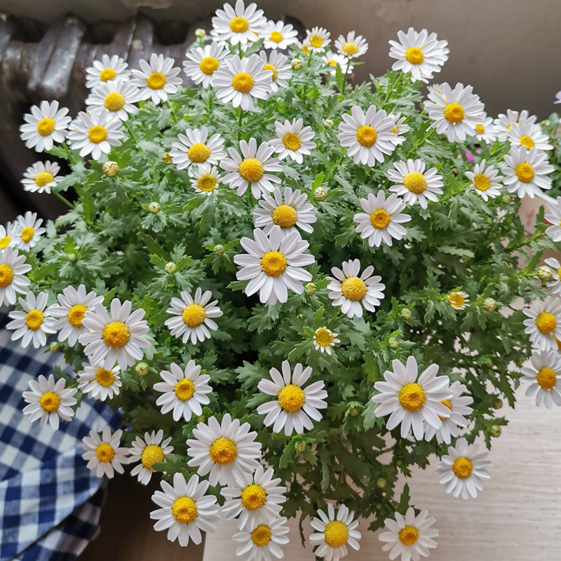 太阳花种子小雏菊格桑花种白晶菊花种籽子金鱼草长春花福禄考盆栽 - 图1