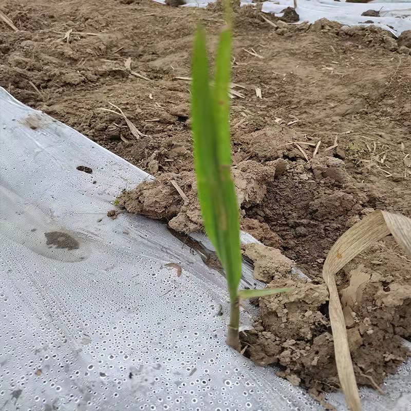 10根每根3-5芽广西桂林水果黄皮甘蔗种苗青皮甘蔗秧尾巴甘蔗梢顶 - 图1