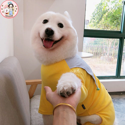 【清仓闭店】中大型犬萨摩金毛大狗小丑春秋保护髋关节四脚衣服 - 图1