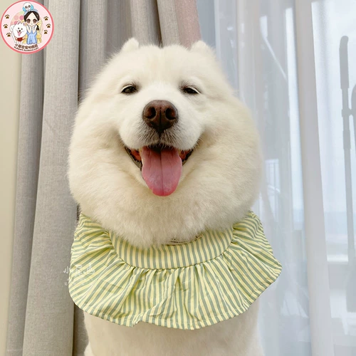 [Маленький хвост питомец] Середина собачья собака милая сатцума золотая маоку водопад ▲ сладкая и сиянская школа