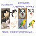 宠物纪念罐火化猫狗定制骨灰盒陶瓷殡葬用品实木照片相框棺材烛台