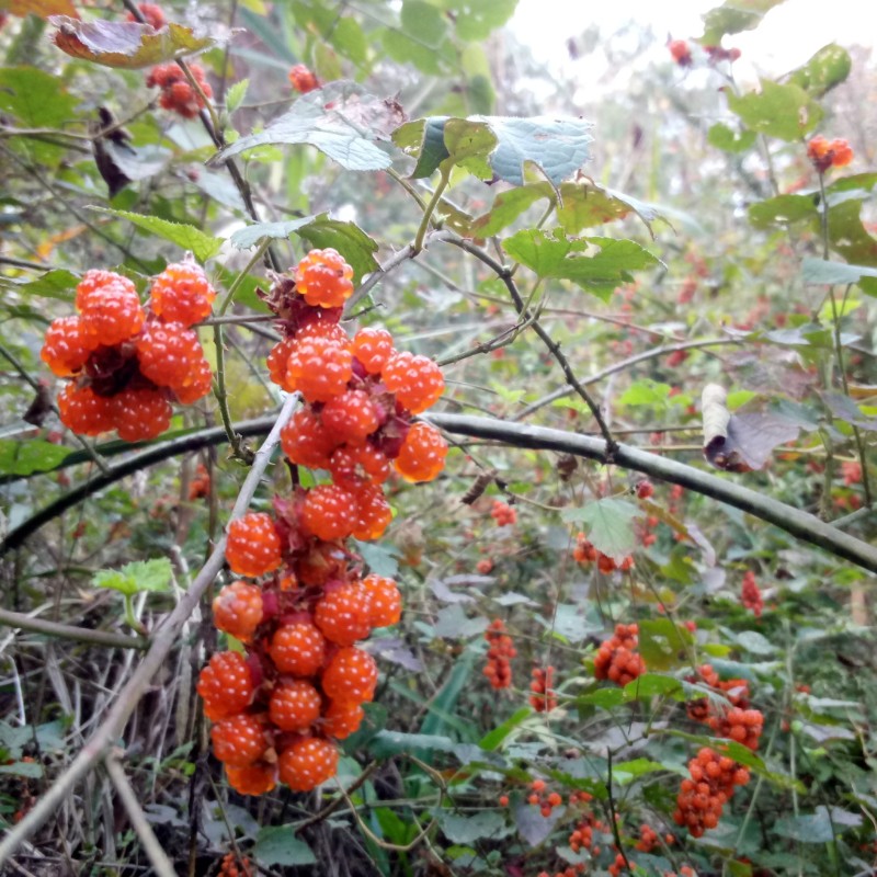 高粱泡树苗十月苗寒泡刺盆栽庭院山地绿植儿时野果苗包邮 - 图3