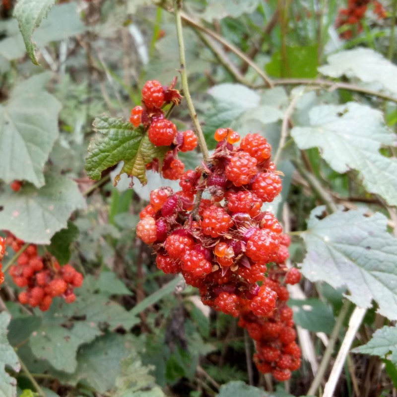 高粱泡树苗十月苗寒泡刺盆栽庭院山地绿植儿时野果苗包邮 - 图0