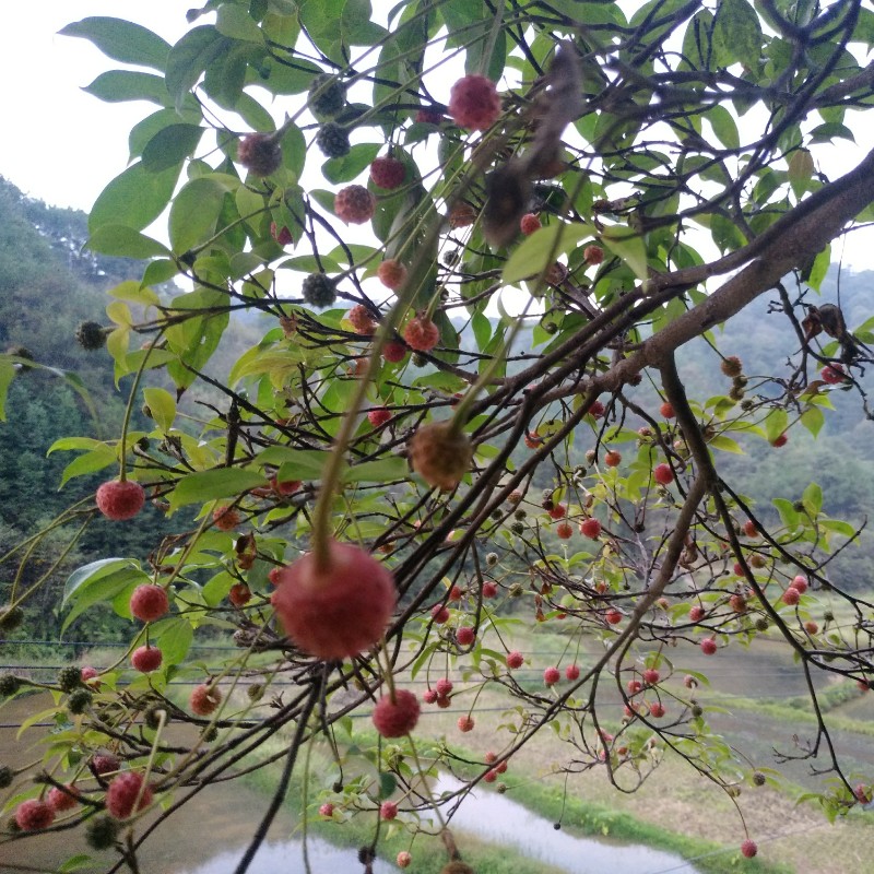 山里山荔枝树桩野荔枝树苗四照花四季常青儿时记忆野果盆栽绿植 - 图1