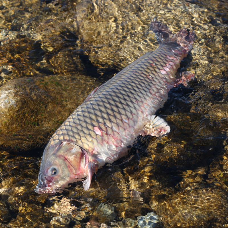 Fresh carp from Miyun farm water source
