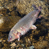 Fresh carp from Miyun farm water source
