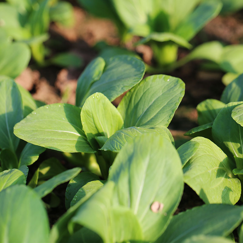 密云农家当日现挖油菜青菜绿叶菜300g农家肥有菜味新鲜蔬菜-图0