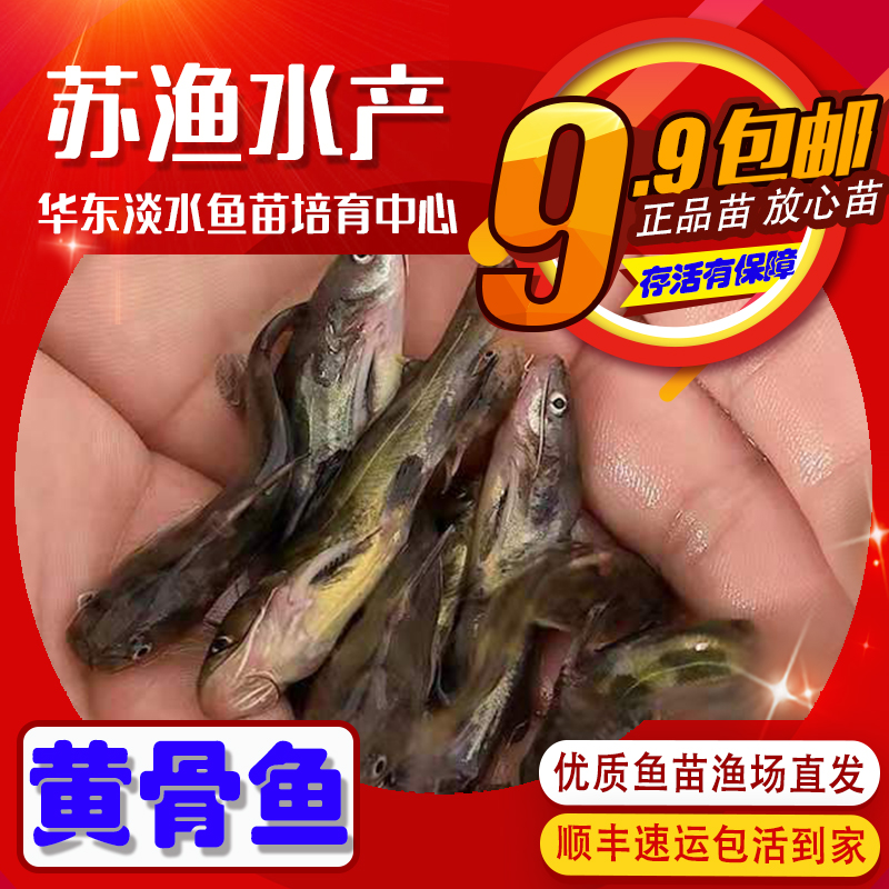 黄骨鱼苗黄颡鱼苗黄辣丁汪丁苗黄刺鱼汪刺鱼水库活体喂食打氧淡水-图2