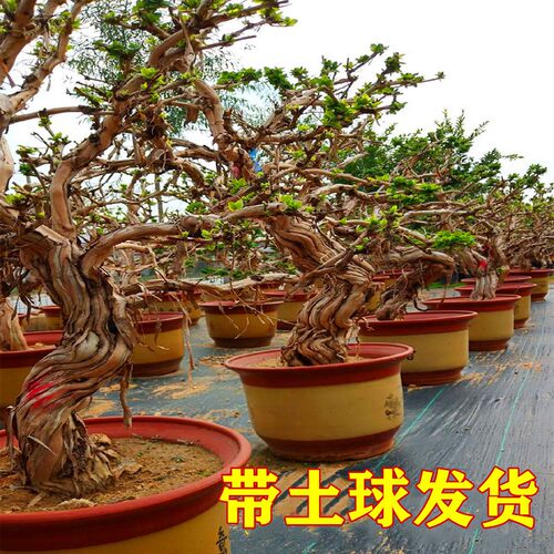 金银花树苗食用树形四季浓香型黄白盆栽老桩爬藤植物阳台庭院绿植 - 图0