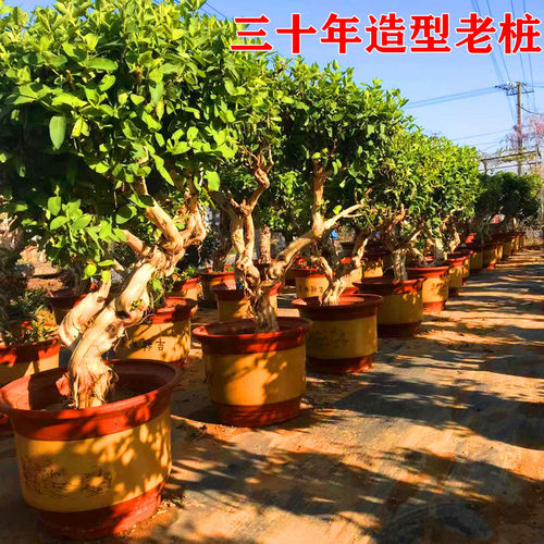 金银花树苗食用树形四季浓香型黄白盆栽老桩爬藤植物阳台庭院绿植 - 图1
