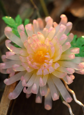 【十二花神之菊花】热缩秋菊发簪花簪国风发簪u钗簪中式汉服配饰