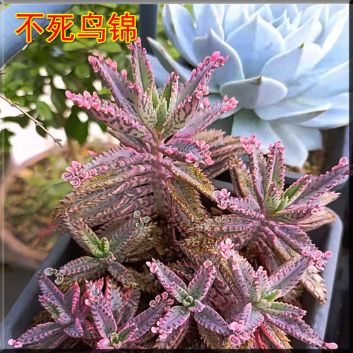 大叶落地生根苗 蕾丝公主多肉 落地生根多肉植物 宽叶不死鸟植物 - 图0