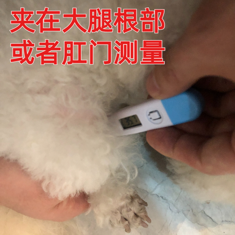 宠物体温计猫咪狗狗温度计专用电子探热针动物猪牛用发烧测体温 - 图2