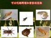 Insect live feed crickets crickets large, medium and small
