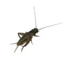 Insect live feed crickets crickets large, medium and small