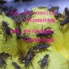 Insect live feed crickets crickets large, medium and small